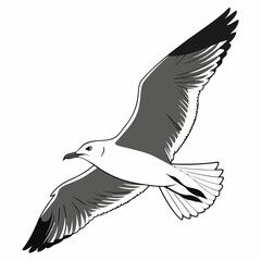 Professional seagull illustration isolated on white background ready for design projects