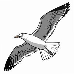 Professional seagull illustration isolated on white background ready for design projects
