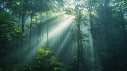 Obraz premium Dense forest covered in morning fog with sunlight rays piercing through