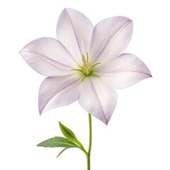 Browallia flower png blue flower png garden bloom png ornamental plant png potted flower png small flower png colorful bloom png decorative flower png transparent background image