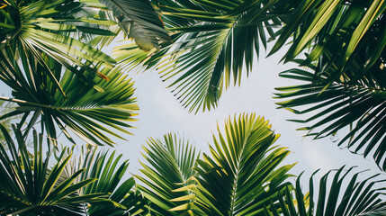 Obraz premium Tropical leaves. Dark botanical background tropical leaves