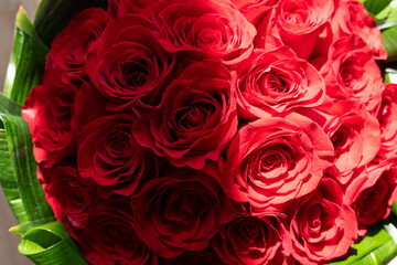 Red rose bouquet (Rosa spp.) with lush petals, kissed by sunlight and softened by shadow &mdash; a romantic play of light and love, perfect for weddings, gifts, or Valentine's Day.