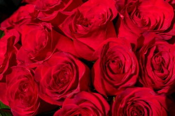 Close-up of blooming red roses (Rosa spp.) with detailed petals. A vibrant and romantic floral composition ideal for love, weddings, or Valentine's Day visuals.