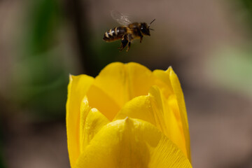 Bee and poppy and tulip flower. Nice bokeh effect of early morning golden hour. Meditation of...
