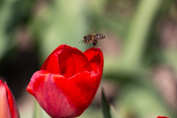 Bee and poppy and tulip flower. Nice bokeh effect of early morning golden hour. Meditation of...