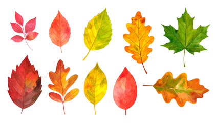 Feuilles d'automne, ensemble de feuilles diverses (matériel d'illustration avec texture aquarelle)