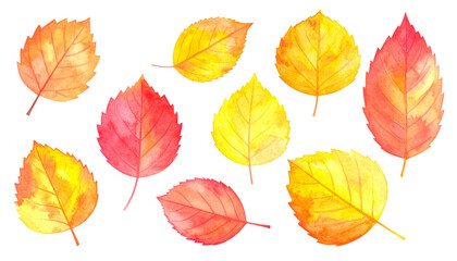 Feuilles d'automne, ensemble de feuilles diverses (matériel d'illustration avec texture aquarelle)