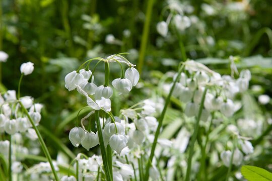 Spring white flower.s Allium paradoxum blooms in garden. White flowers similar to lily of the valley flowers. Spring floral bloom background