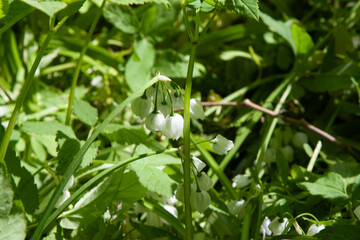 Spring white flower.s Allium paradoxum blooms in garden. White flowers similar to lily of the valley flowers. Spring floral bloom background