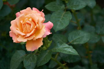 beautiful plant in the garden
