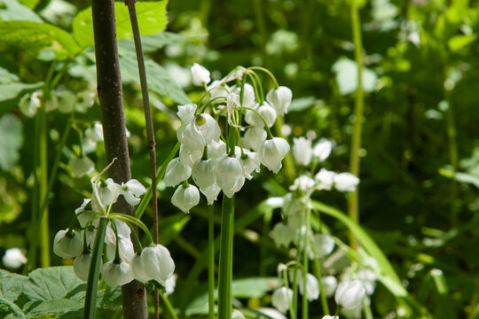 Spring white flower.s Allium paradoxum blooms in garden. White flowers similar to lily of the valley flowers. Spring floral bloom background