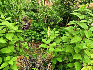 Heuchera with decorative leaves will decorate any garden