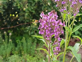 Fototapeta premium Verbena Hastata 