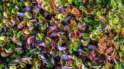 Background of colorful leaves. Top view.