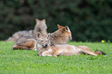 Resting in the park