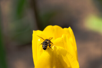 Bee and poppy and tulip flower. Nice bokeh effect of early morning golden hour. Meditation of...