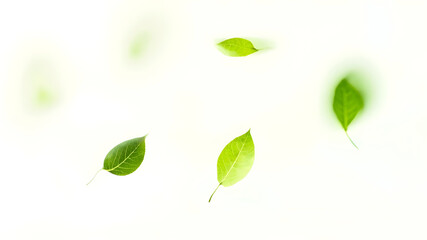 Falling green leaves. Flat lay, top view. Isolated on a white background.