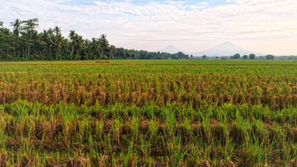 Expanse of rice fields or Paddy Field Landscape View