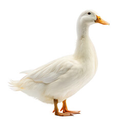 Fototapeta premium Domestic duck animal png farm poultry bird png waterfowl species png egg-laying duck png waddling bird png transparent background image