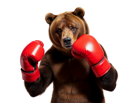 Brown bear boxer wearing red gloves isolated on transparent background