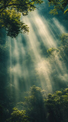 Morning fog drapes quiet forest as soft sunlight rays cut through trees
