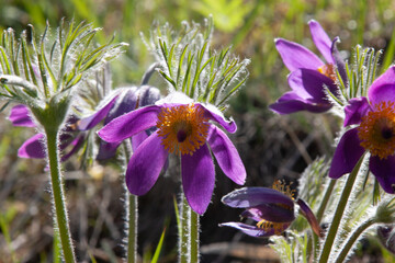 Wild purple flowers. Spring Pasque Flowers. Springtime season. Beautiful purple flowers blooming....