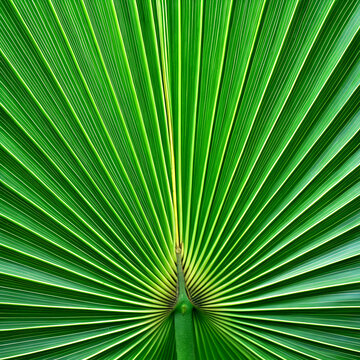 Fiji fan palm leaves at perfect 90&deg; angle showing parallel veins and bifid tips