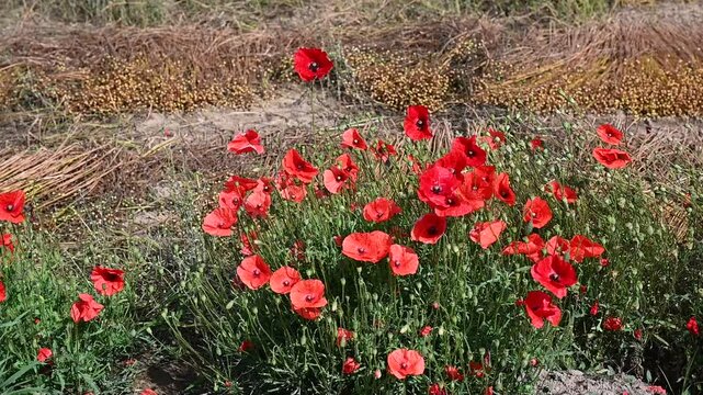 Klatschmohn im Getreidefeld