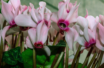 Close-up image of blooming pink cyclamen flowers with deep magenta centers and soft petals curving upward. Lush green leaves add contrast to the vibrant blossoms. A vivid botanical composition capture