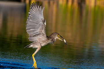 young Night Heron at mealtime