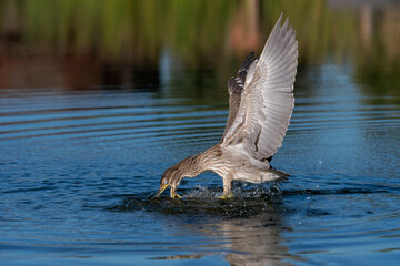 young Night Heron at mealtime