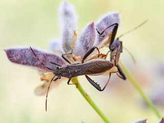 Broad-headed bug. Camptopus lateralis is a type of true bug (Hemiptera)