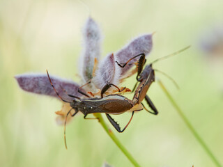 Broad-headed bug. Camptopus lateralis is a type of true bug (Hemiptera)
