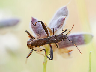 Broad-headed bug. Camptopus lateralis is a type of true bug (Hemiptera)