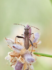 Broad-headed bug. Camptopus lateralis is a type of true bug (Hemiptera)