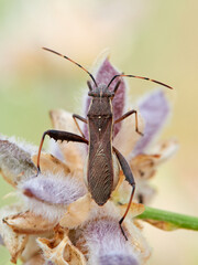 Broad-headed bug. Camptopus lateralis is a type of true bug (Hemiptera)