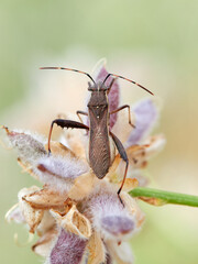 Broad-headed bug. Camptopus lateralis is a type of true bug (Hemiptera)