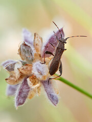 Broad-headed bug. Camptopus lateralis is a type of true bug (Hemiptera)