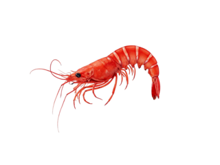 Single red shrimp isolated on transparent background