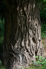view on tree in the nature