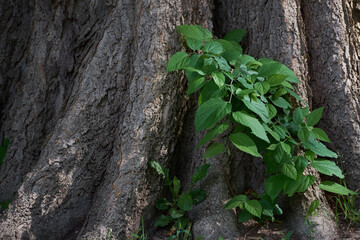 view on tree in the nature