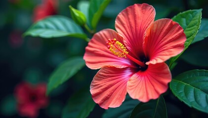 Bold tropical hibiscus, vibrant color palette, large scale print, wallcovering, pink, pattern
