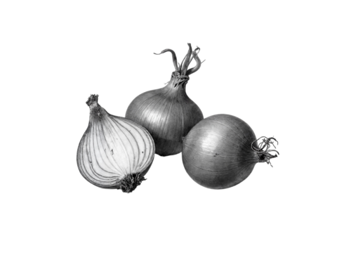 Three onions in monochrome still life isolated on transparent background