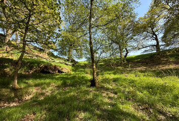 Sunlight filters through the lush canopy of trees, casting dappled shadows on the vibrant green grass below. A gentle slope adds depth to the tranquil woodland scene near, Denholme, Yorkshire, UK