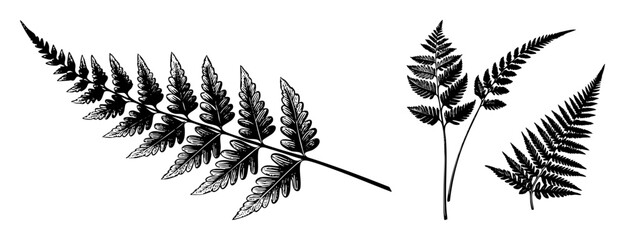 Vector Detailed fern fronds showcases botanical elegance.