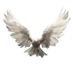 Majestic White Dove in Flight, Wings Spread Wide