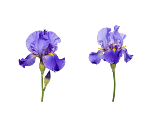 Two purple iris flowers isolated on transparent background