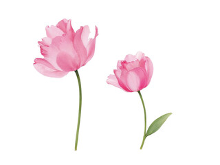 Two pink tulips isolated on transparent background