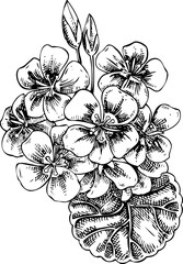 Geranium sketch. Hand-drawn botanical illustration. Aromatic ingredients, perfumery, and organic cosmetics logo design. NOT AI generated