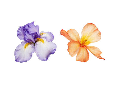 Purple iris and orange flower blooms isolated on transparent background